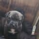 AKC registered Cane Corsos