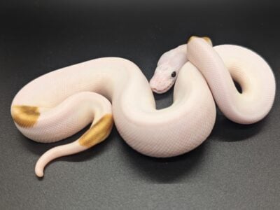 Pastel Enchi Russo Pied Female