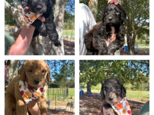 Goldendoodle f1 b puppy