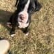 50% European Boxer puppies