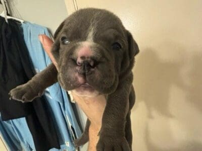 Exotic pocket bully puppies