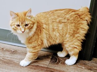 Very Rare Kurilian Bobtail Kittens For Sale