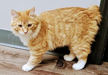 Very Rare Kurilian Bobtail Kittens For Sale