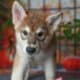 Leda (Tamaskan Puppy)