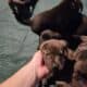 WailerDane puppies