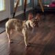 French bulldog for sale
