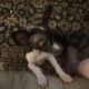 2 chihuahua puppies for sell