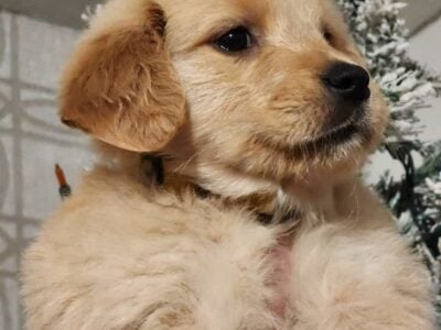 Golden Retrievers