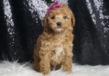 Buttercup AKC poodle