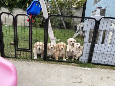Mini Lab/Poodle Mix Puppies