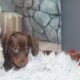 Adorable Mini Dachshund Puppies