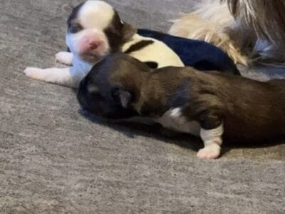Shih Tzu