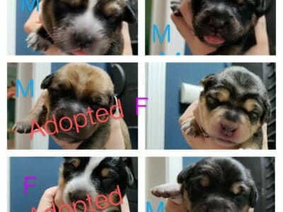 German Border Aussie Puppies