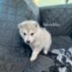Spring Lowcontent Wolfdog Litter in MN