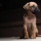 Cane Corso puppies ready for their new home!