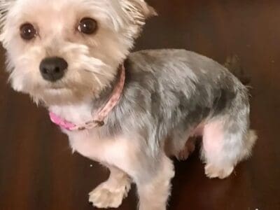 Female Yorkie