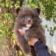Pomeranian Puppies