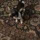 2 chihuahua puppies for sell
