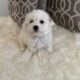 Bichon Frise