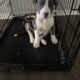 7 week old puppy