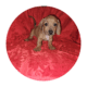 Doxie puppies