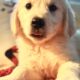 English Cream Golden Retriever