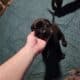 WailerDane puppies