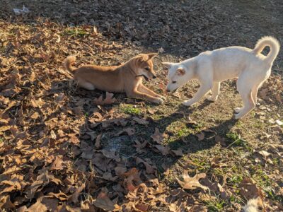 AKC Cream and Sesame Shiba Inu Ready Now