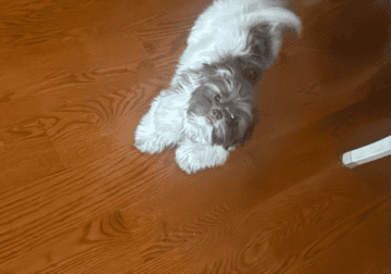 Shih tzu pup for sale