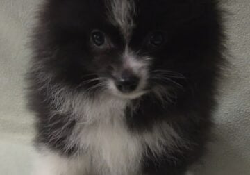 Purebred pomeranian puppies