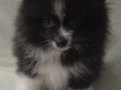 Purebred pomeranian puppies