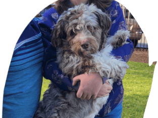 Red Merle Aussiedoodle
