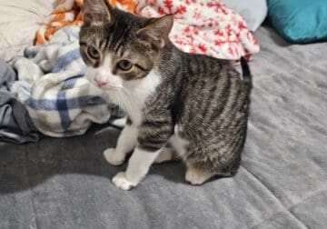 Kittens ready for Furrever home