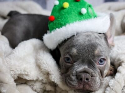 Lilac & Tan French Bulldogs