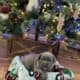 Cane corso puppies