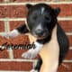 Kaya’s puppies