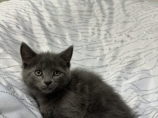 Russian Blue Kitten