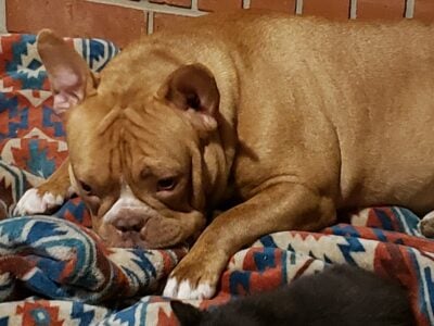 French bulldog mix..found