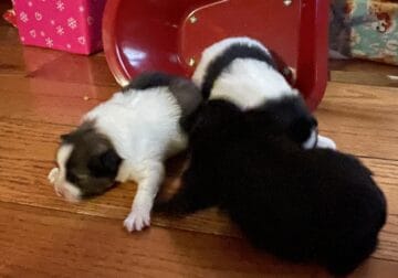 Pure Bred Pomeranian Pups