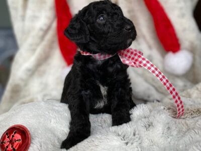 F1B Goldendoodle