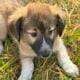 FREE Border Collie Mix – Born 9/2 Puppy Brownie