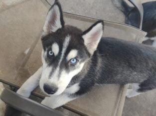 Siberian husky