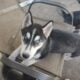 Siberian husky