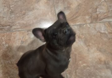 Female French bulldog