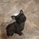 Female French bulldog