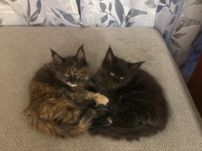 European Maine Coon Kittens – In USA – Autumn