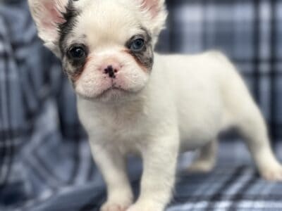 French bulldog pups