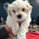 Shichonpoo Teddy bear puppy