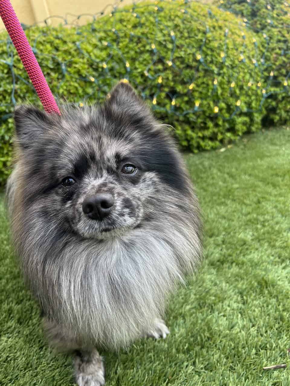 Merle Pomeranian | PetClassifieds.com