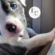 Pocket Bully Puppy for Adoption – Seven